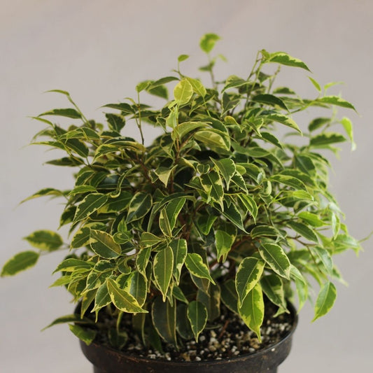 Ficus "Kinky"
