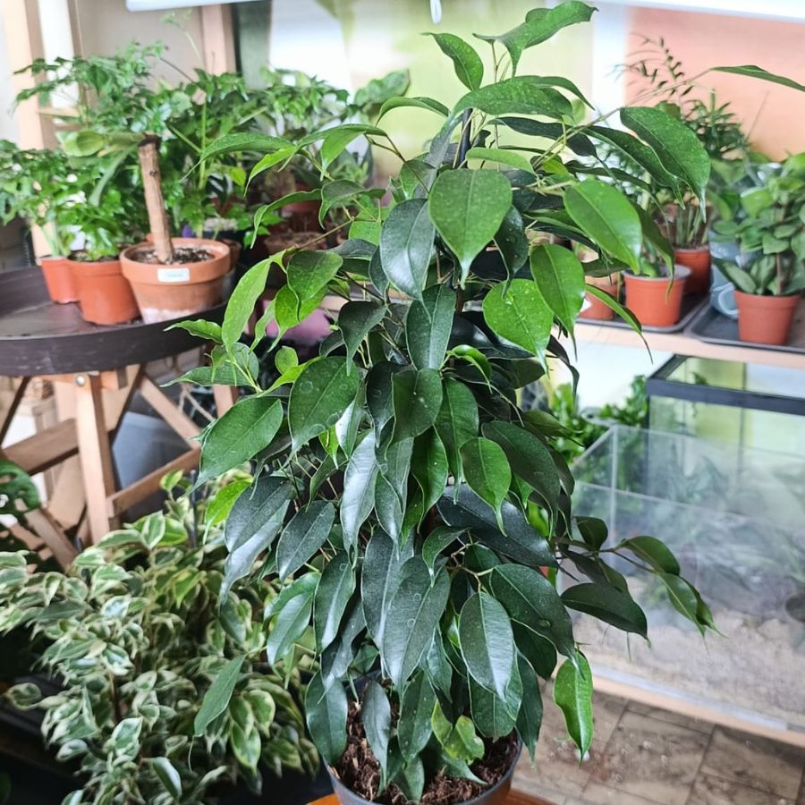 Ficus Benjamina "L"