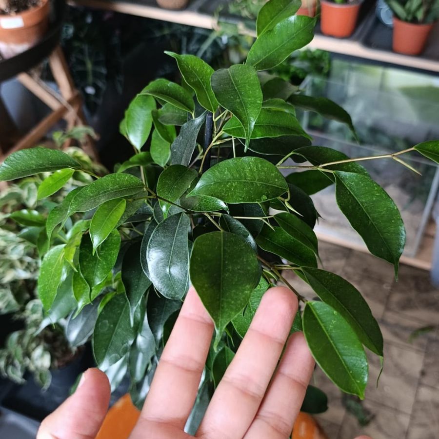 Ficus Benjamina "L"