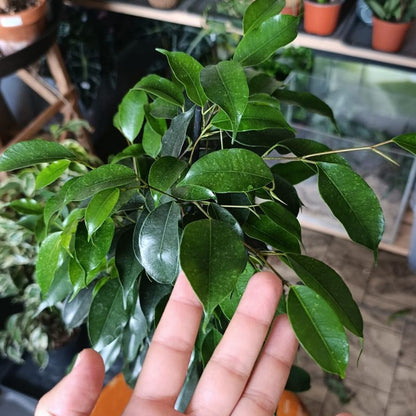 Ficus Benjamina "L"