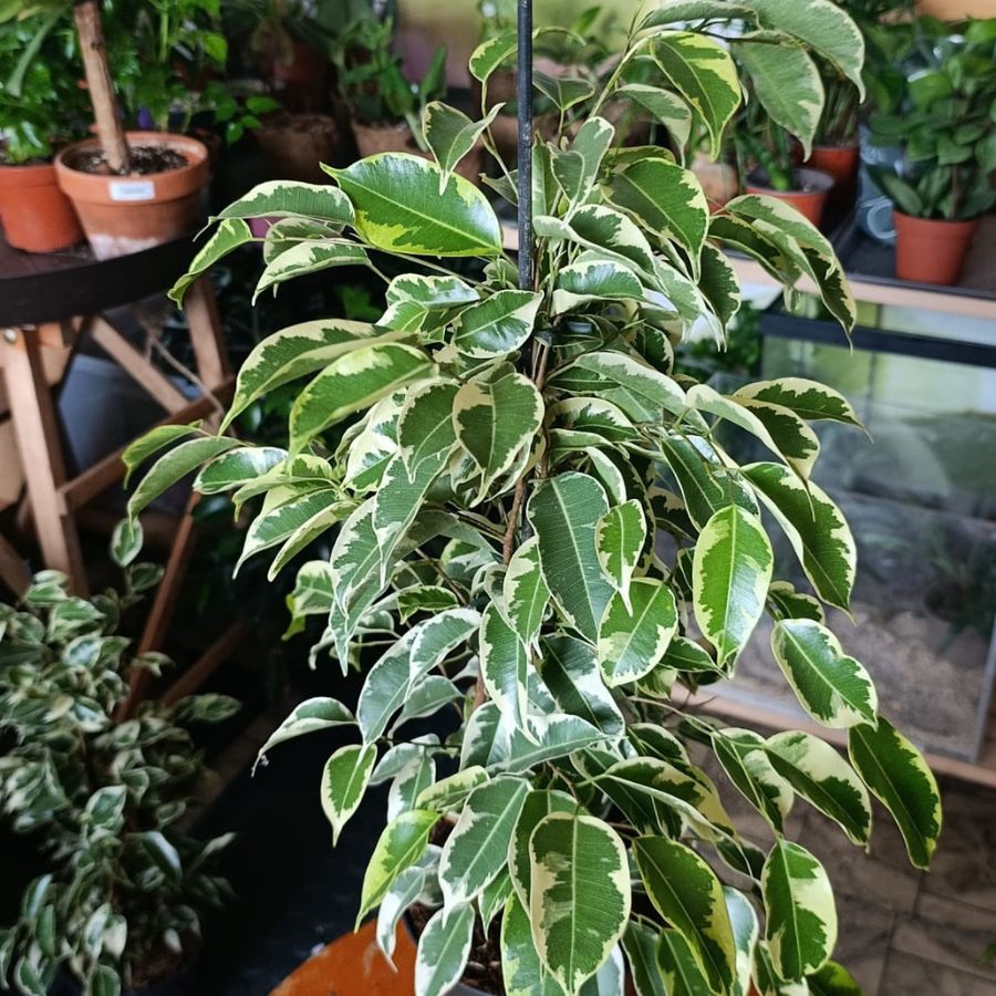 Ficus Benjamina variegated "L"