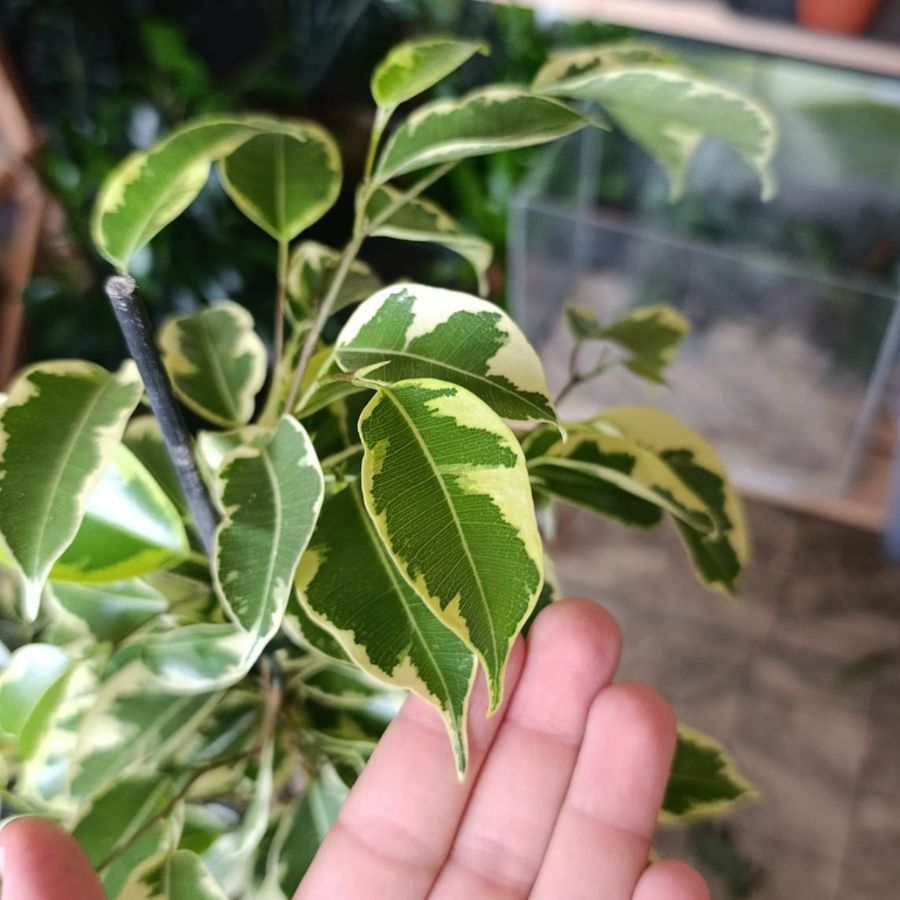Ficus Benjamina variegated "L"