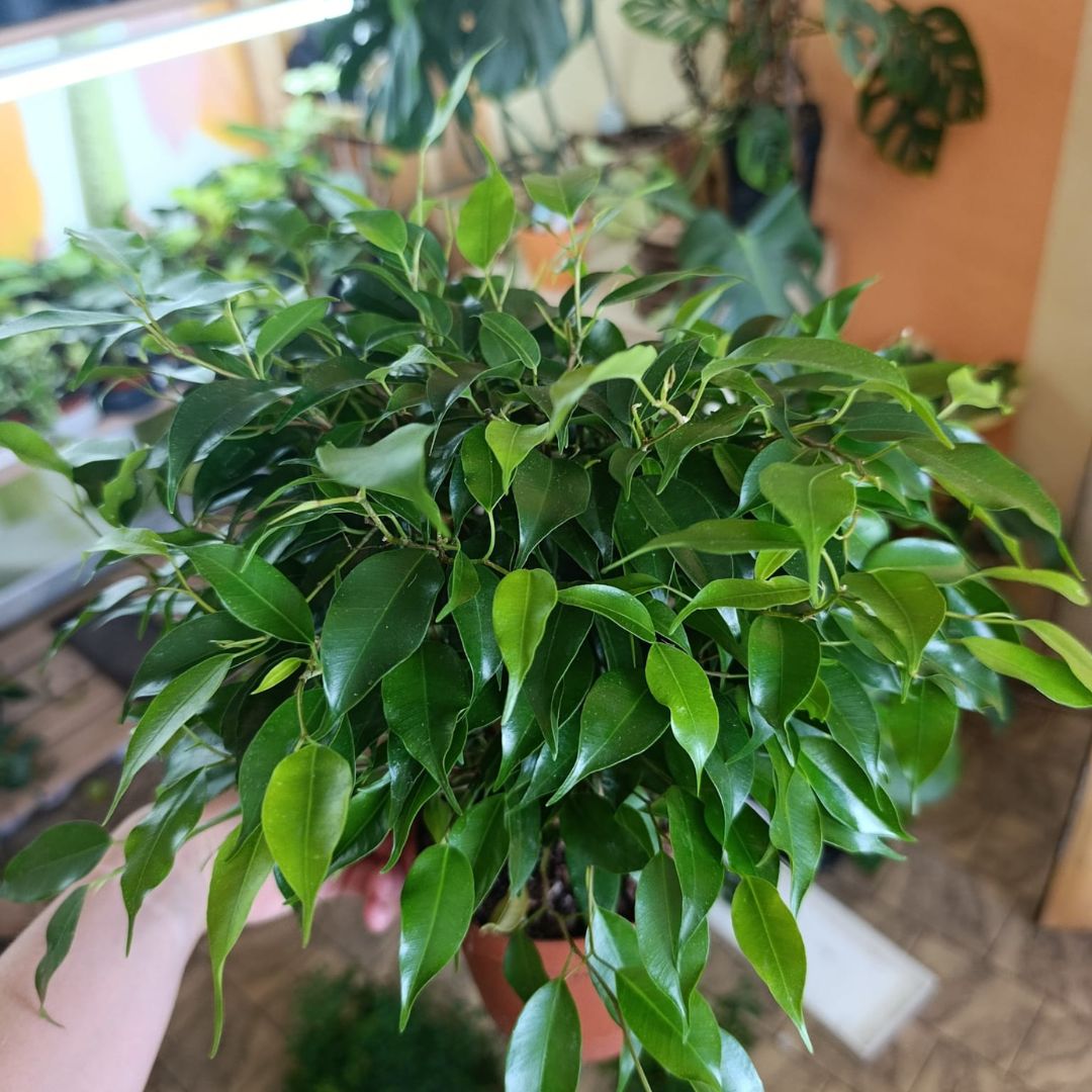 Ficus "Green Kinky"
