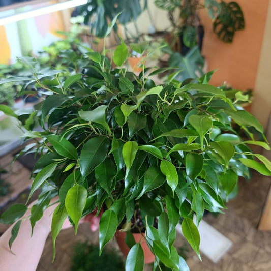 Ficus "Green Kinky"