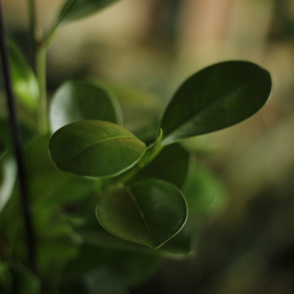 Ficus Microcarpa Moclame