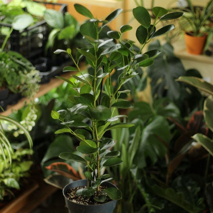 Ficus Microcarpa Moclame
