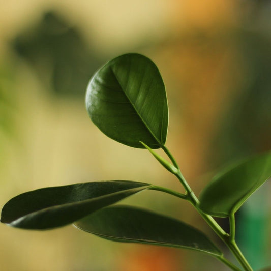 Ficus Microcarpa Moclame