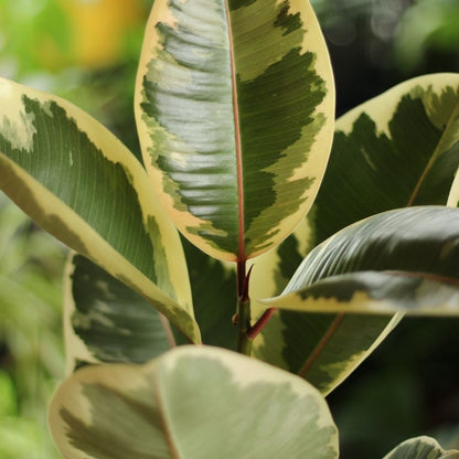 Ficus Tineke "L"