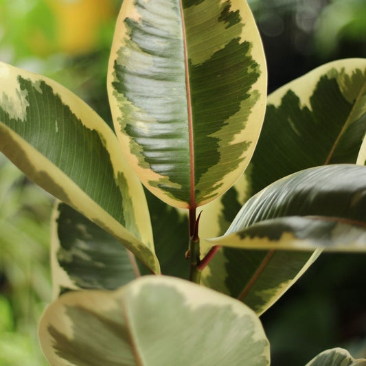 Ficus Tineke "L"