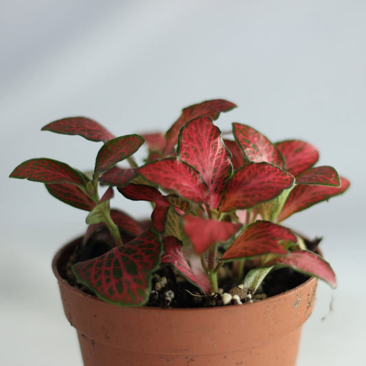Fittonia 1