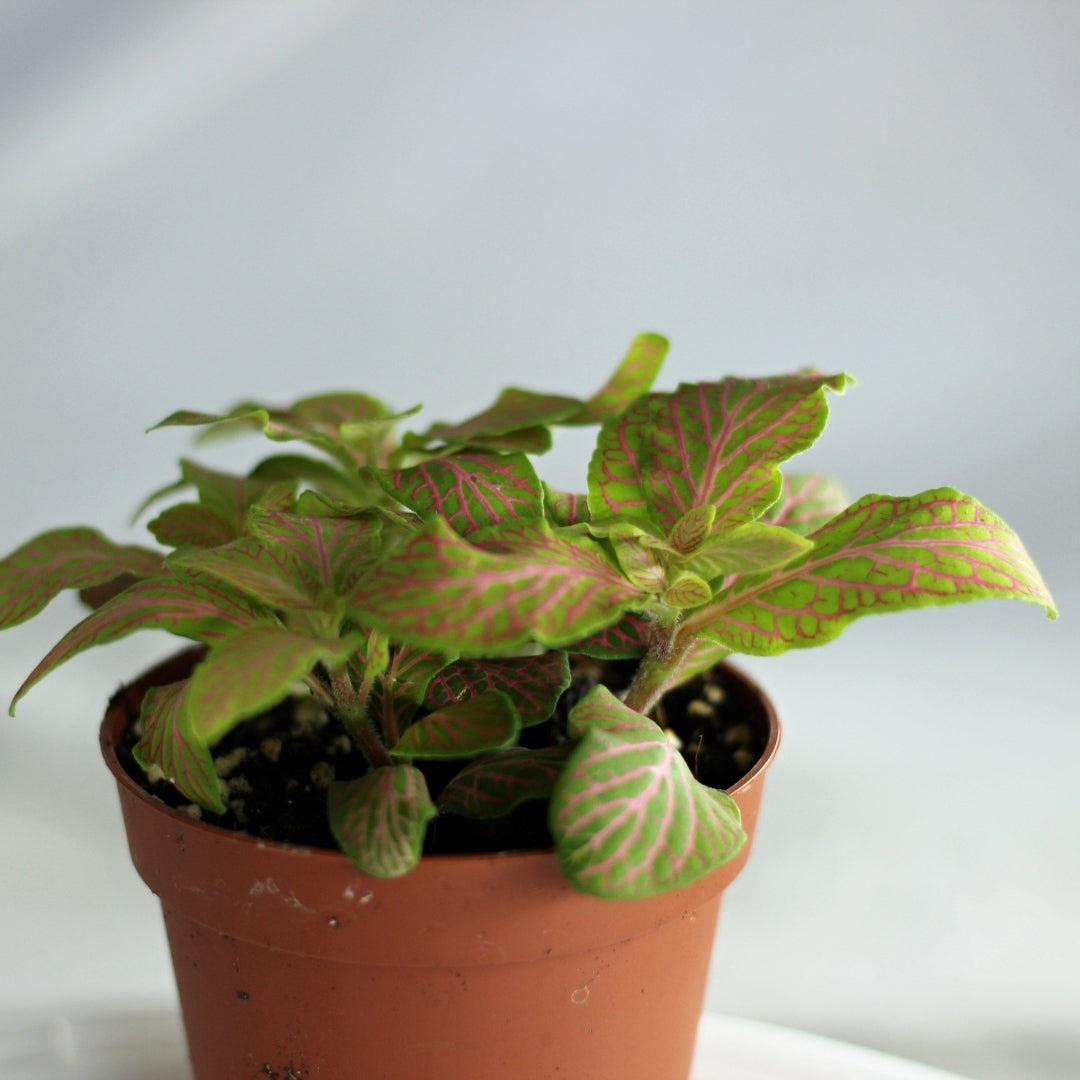 Fittonia 3