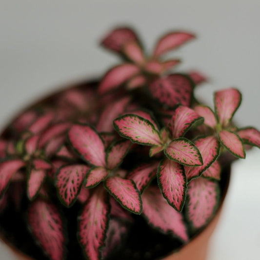 Fittonia 5