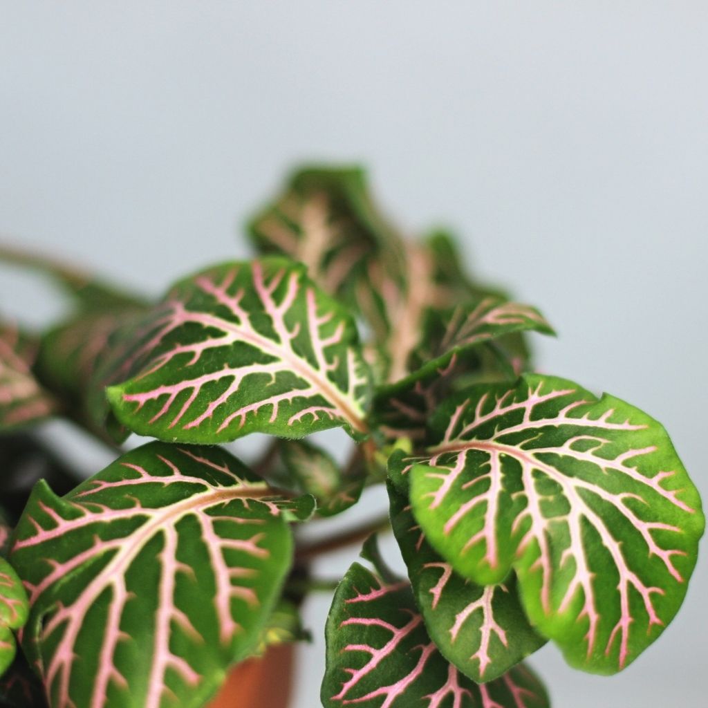 Fittonia 10