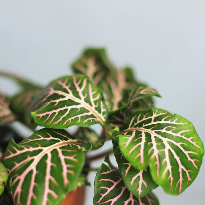 Fittonia 10