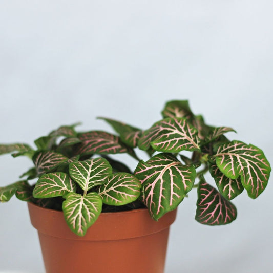 Fittonia 10