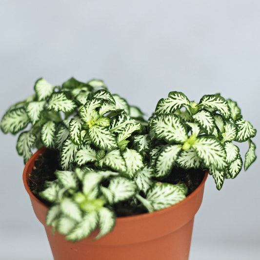 Fittonia 11