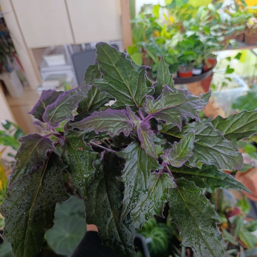 Gynura aurantiaca "M"