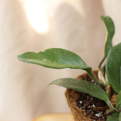 Hoya Carnosa "M" (šetrné k přírodě)
