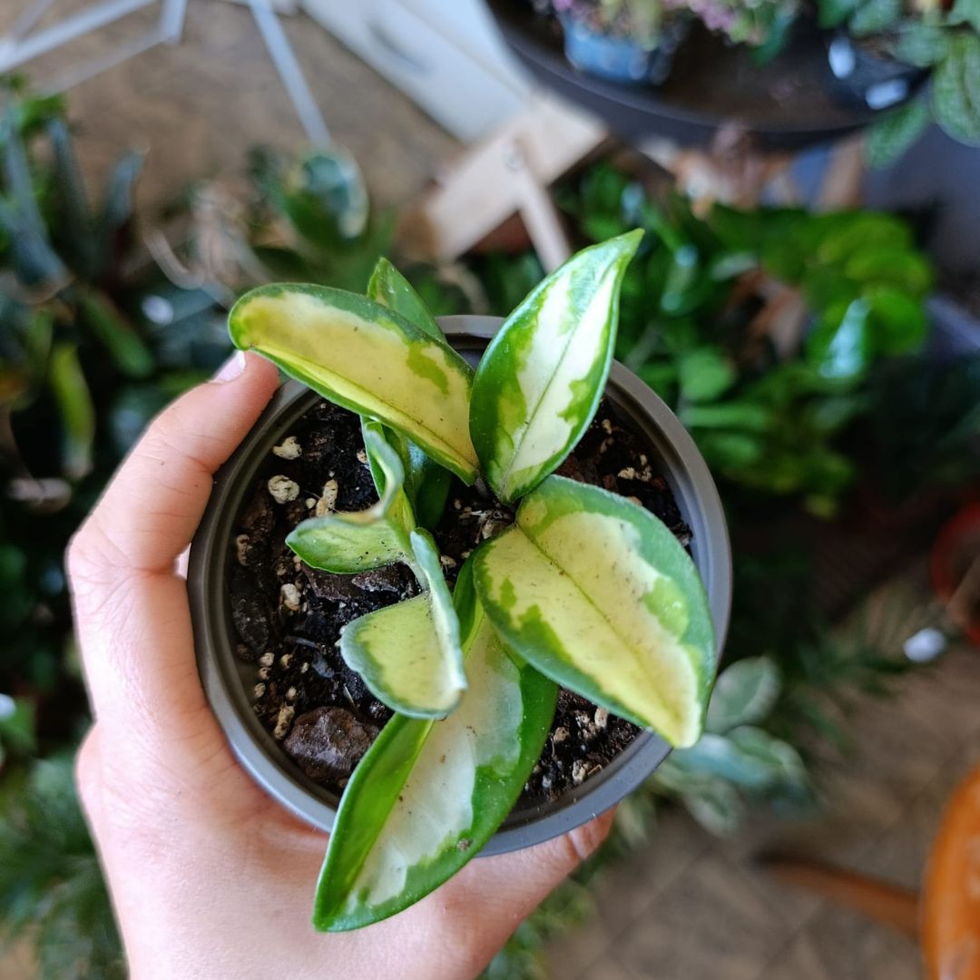 Hoya carnosa tricolor "S"
