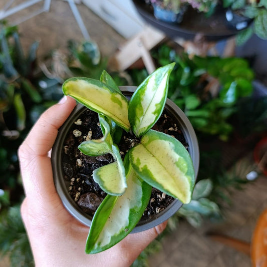 Hoya carnosa tricolor "S"