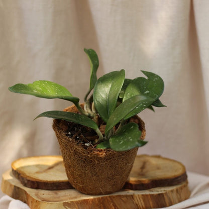 Hoya Carnosa "M" (šetrné k přírodě)