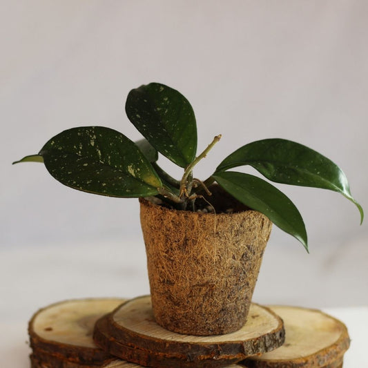 Hoya Carnosa "M" (šetrné k přírodě)