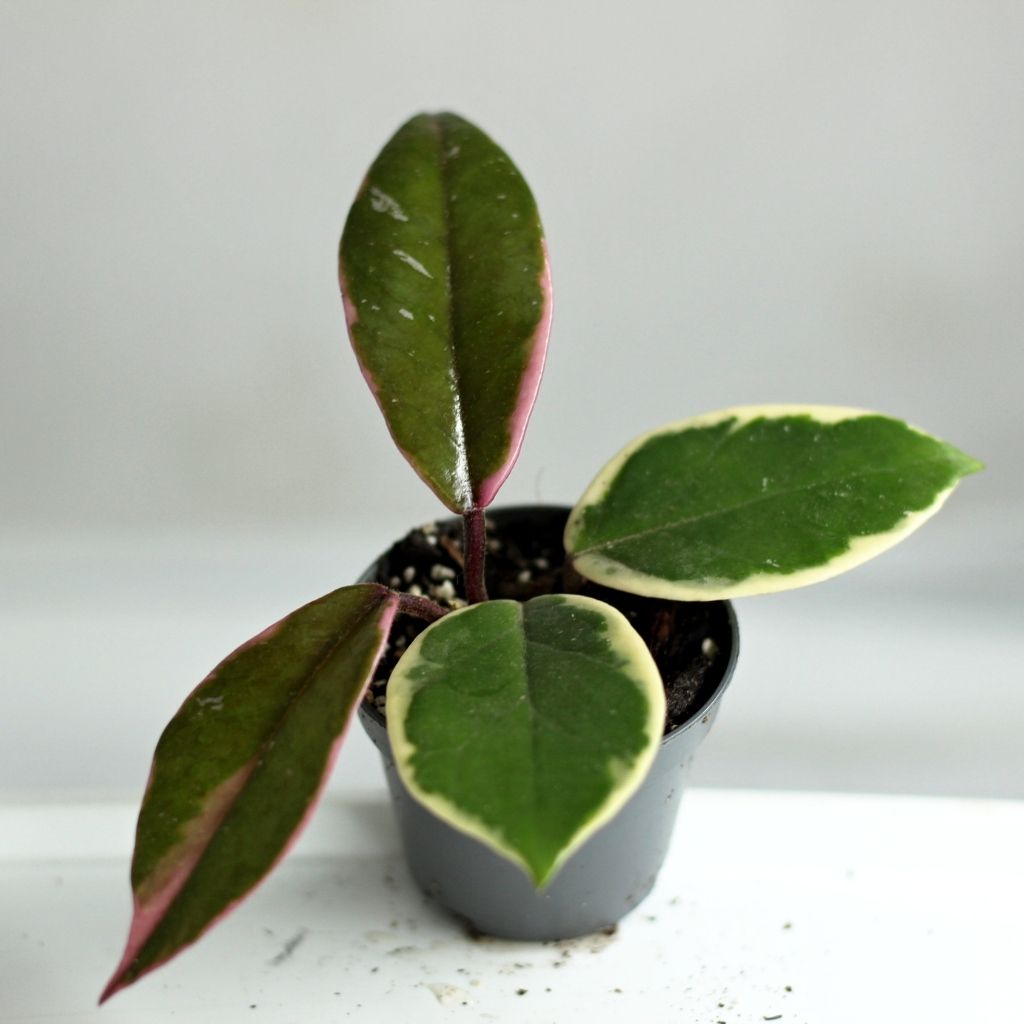 Hoya Flamingo Dream "S"