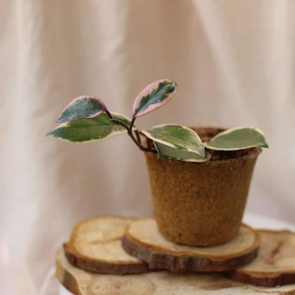 Hoya Flamingo Dream "M" (šetrné k přírodě)