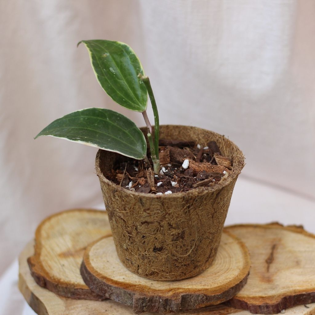 Hoya Macrophylla Variegata "M" (šetrné k přírodě)