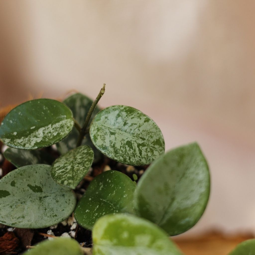 Hoya Mathilde Splash "M" (šetrné k přírodě)