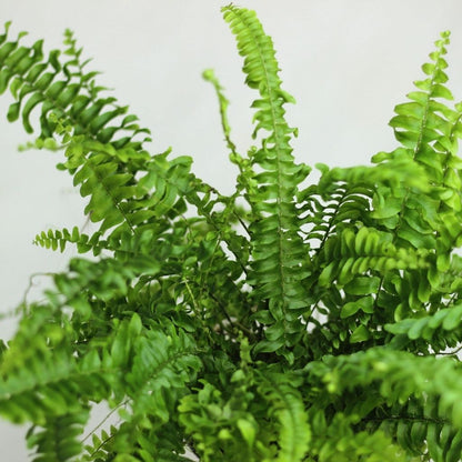 Nephrolepis Exaltata Green Lady "M"
