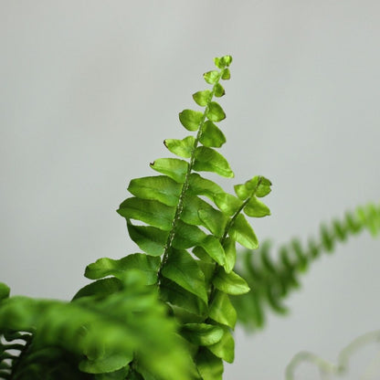 Nephrolepis Exaltata Green Lady "M"
