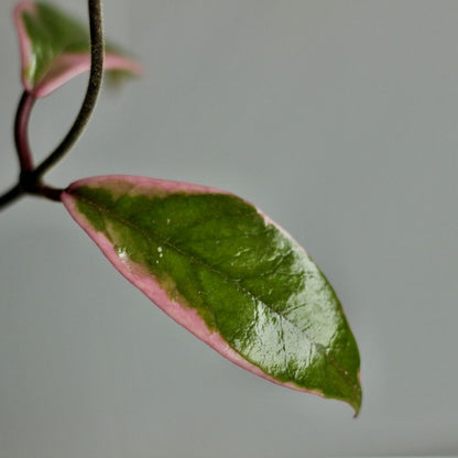 Hoya Flamingo Dream "M"
