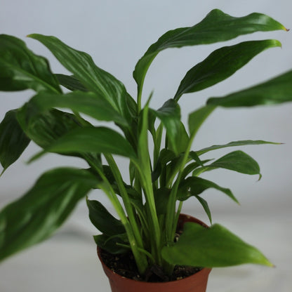 Spathiphyllum  "M"