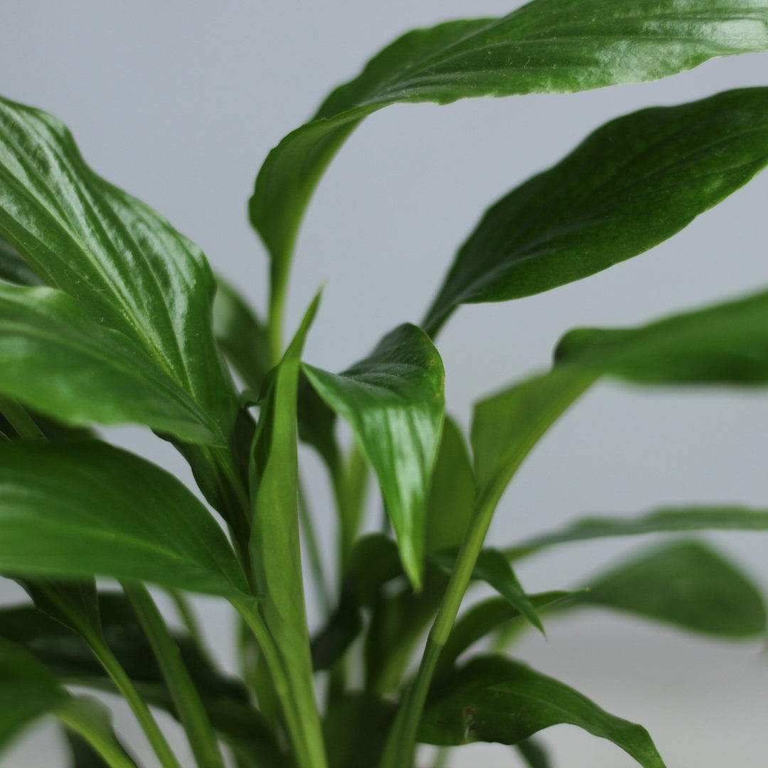 Spathiphyllum  "M"