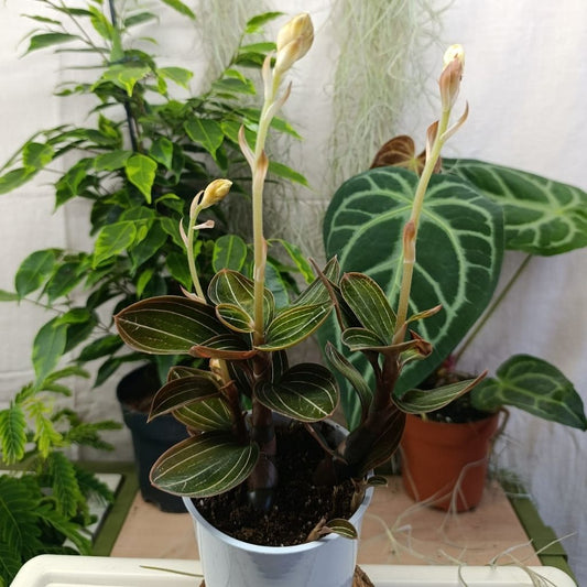 Ludisia discolor "M"