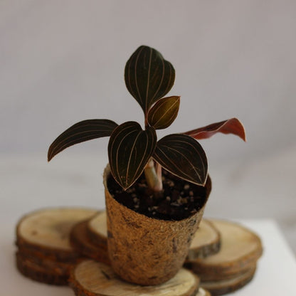 Ludisia Discolor (šetrné k přírodě)