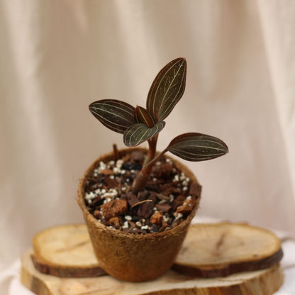 Ludisia Discolor (šetrné k přírodě)