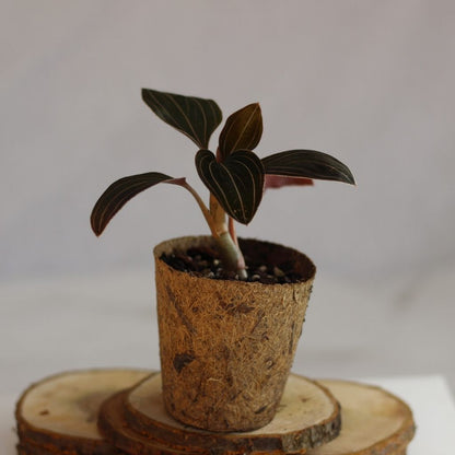 Ludisia Discolor (šetrné k přírodě)