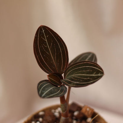 Ludisia Discolor (šetrné k přírodě)
