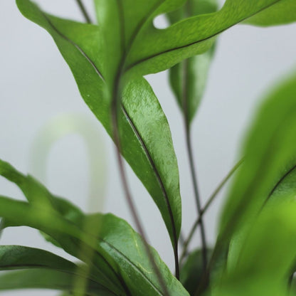 Microsorum diversifolium