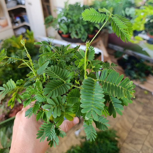 Mimosa Pudica "M"