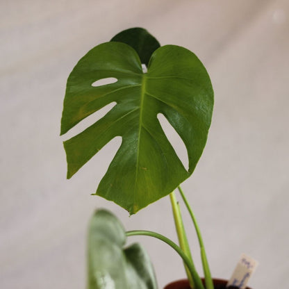 Monstera Deliciosa "L"