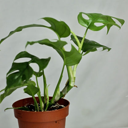 Rhaphidophora Tetrasperma "L"