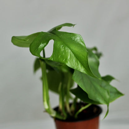 Rhaphidophora Tetrasperma "M"