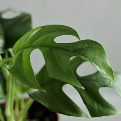 Rhaphidophora Tetrasperma "L"