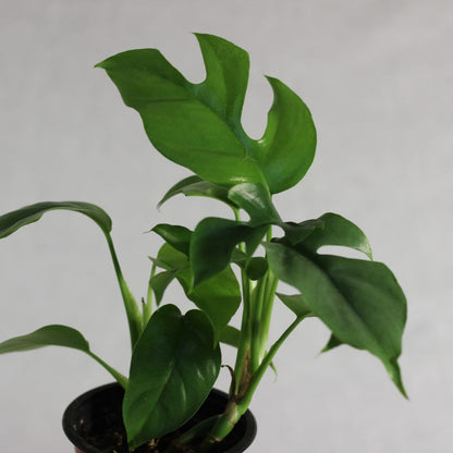 Rhaphidophora Tetrasperma "M"