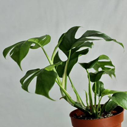 Rhaphidophora Tetrasperma "L"