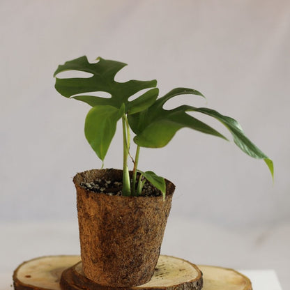 Rhaphidophora Tetrasperma "M" (šetrné k přírodě)