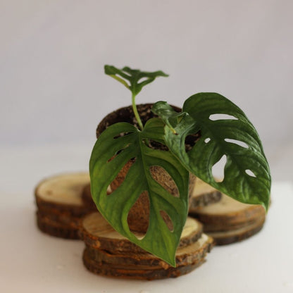 Monstera Monkey "M" (šetrné k přírodě)